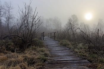 špatné wurzach, rákos, slatina, Ochrana přírody, krajina, přírodní rezervace, atmosféra, mokřadů, bažinatý, atmosférický, ranní slunce