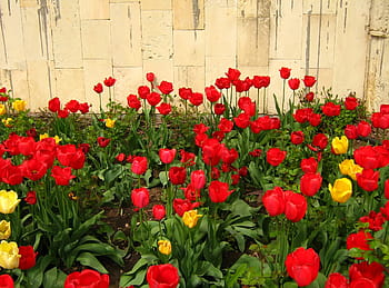 Krásná, květ, Jasný, chomáč, detailní, detail, flóra, květinový, flores, listy, čerstvý