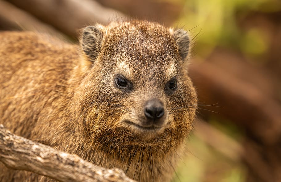 hyrax, animal, africa, south africa, cape town, fur, nature, rodent, furry