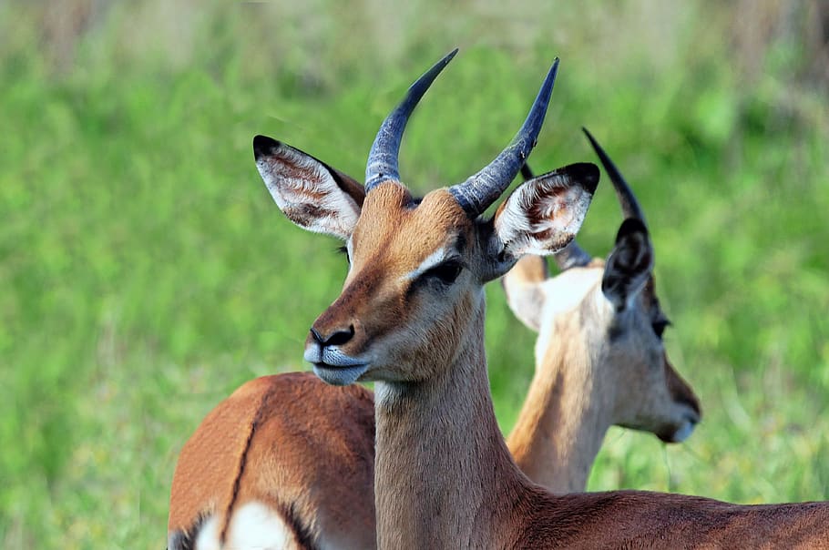 south africa, antelope, nature, africa, mammals, fauna, horns, kruger park