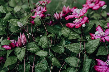 mekar, clematis, 