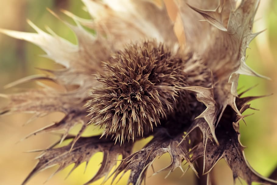 thistle, white thistle, faded, brown, withers, withered, nature, plant, flora, flower, summer