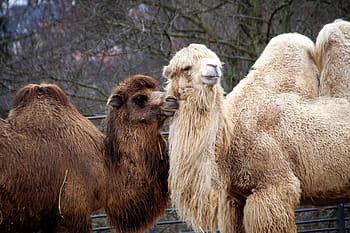 camel, animal, sahara, drabař, safari, captivity, zoo, the zoological garden, the ship of the desert, desert, arabic