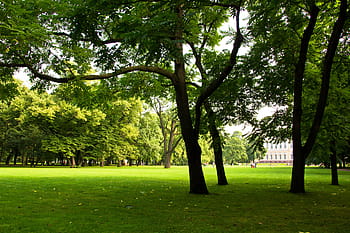 park, zelená, tráva, trávník, nebe, louka, světlo, slunečního světla, strom, listy, nikdo