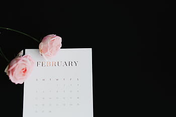 San Valentín, febrero, rosa, rosas, rosa rosa, rosas rosadas, flores, corte, encantadora