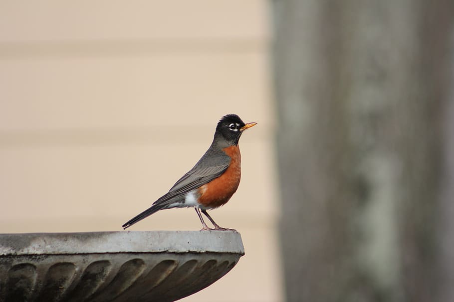 robin, american robin redbreast, bird, birdbath, nature