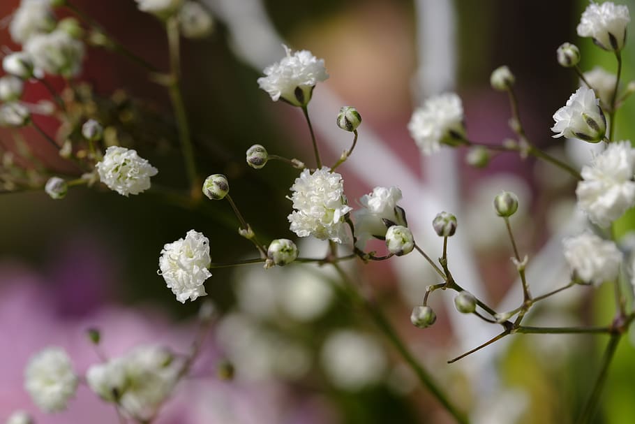 gypsophila, rispige gypsophila, gypsophila paniculata, panicles-gypsophila, veil-gypsophila
