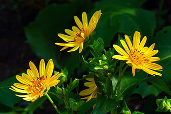 golden, aster flowers, bloom., golden aster, aster flower, aster plant, aster, aster images, aster flower images, aster flower pictures, summer flowering plants