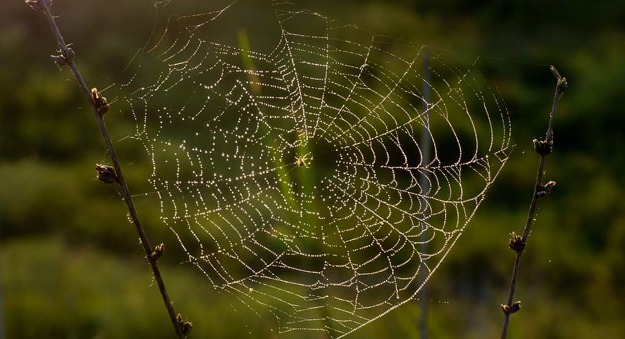 Příroda, pavouk, hmyz, pavoukovci, světlo, vlákno, pavoučí síť, zelená