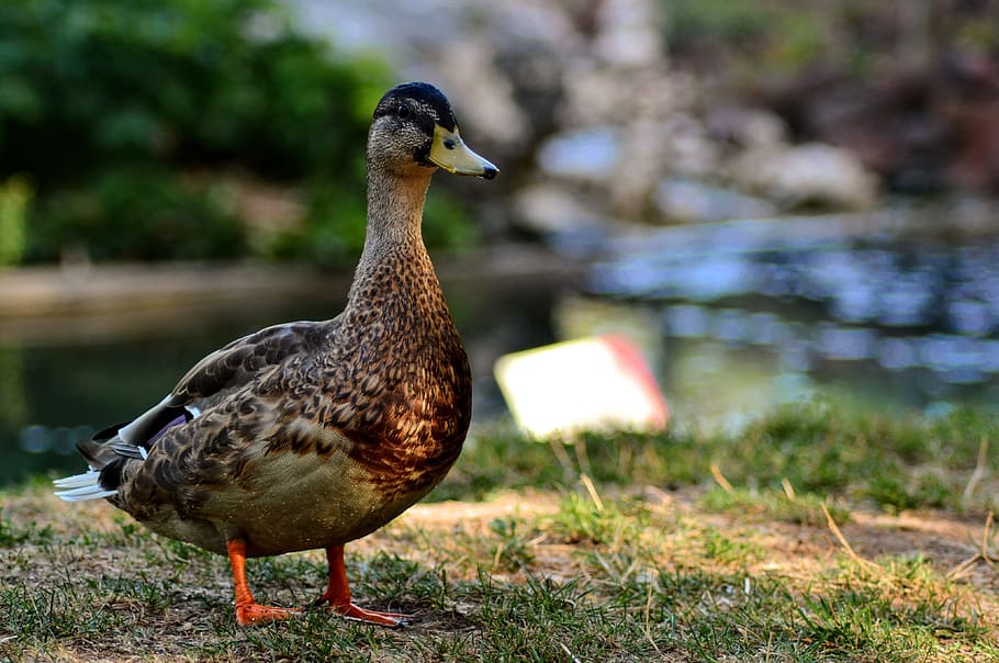duck, zoo, beak, animal, birds, pen, animals, pond, swim, fauna, river