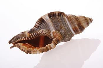 bone, close-up, closeup, coast, coastline, cockle-shell, conch, coral, cowrie, detail, empty