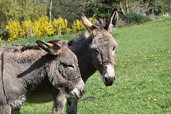 donkeys grey, donkey of the cross saint andré, color grey, portrait animals, donkeys from the cotentin, prairie, hiking, herbivore, nature, ruminant, pasture