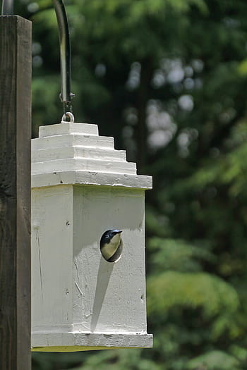 swift, birdhouse, backyard garden, garden., bird, aviary, wooden, wood, tree, trunk, forst