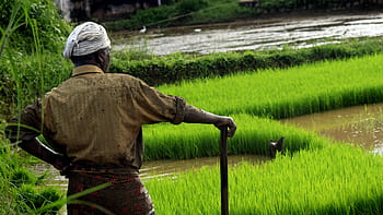 hope, kerala, food, rice, outdoor, cultivating, india, green, farmland, life, culture