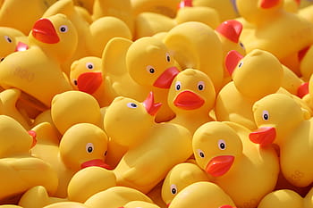 encontro de patos, patos, patos de borracha, patos de plástico, corrida de patos, competição, brinquedos, pato amarelo, corrida, pato de banho, reuniões familiares