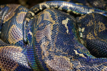 snake skin, python, net python, snake, reptile, predator, skin, nature, dangerous, toxic, wild