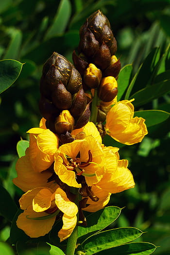 popcorn cassia didymobotrya plant, fast, growing, drought, tolerant, tropical, plant., native, central, eastern, africa