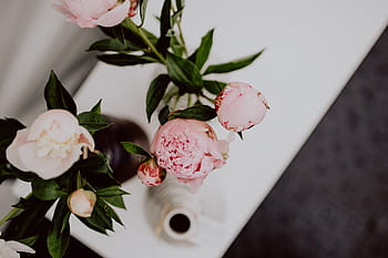 bunga peony, vas, bunga, indah, mekar, berbunga, merah muda, musim semi, karangan bunga, peony