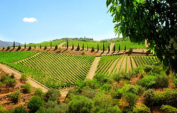 widely, considered, one, beautiful, wine, producing, regions, anywhere, douro valley, oldest, demarcated