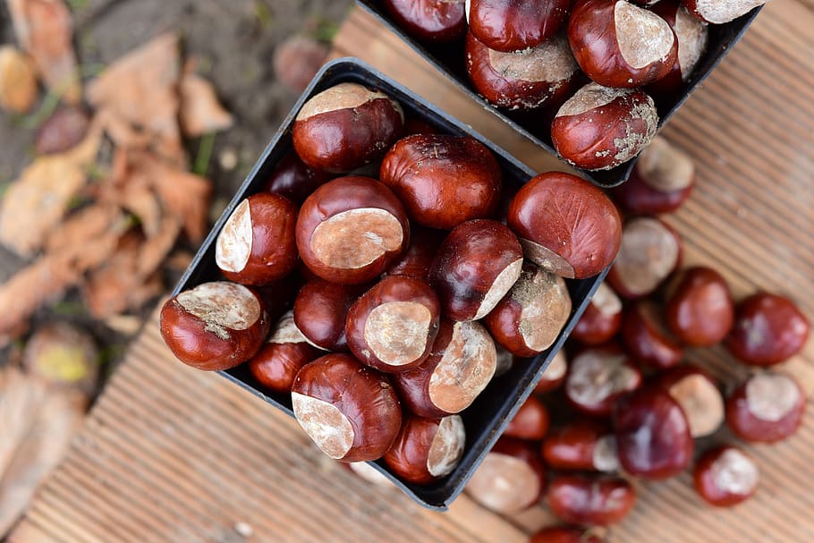 chestnuts, autumn, chestnut, nature, brown, in the fall, horse chestnut, september, season