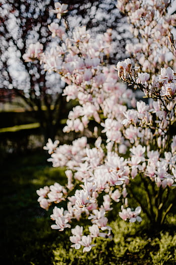 árbol de magnolia, floración, flores, jardín, encantadora, floral, rosa, primavera, flor, abril, botánica