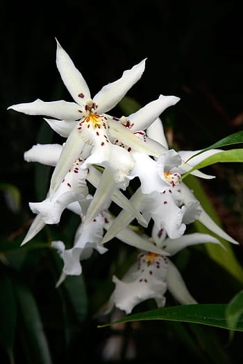 white, spider orchid flowers, variety, brassia orchids, orchids., spider orchid flower mimics, attract, parasitic, female, spider wasps, pollinate