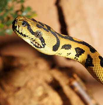 serpent, reptile, python, python diamant, tapis en python, constricteur, le monde animal, belle, Australie, échelle, fermer