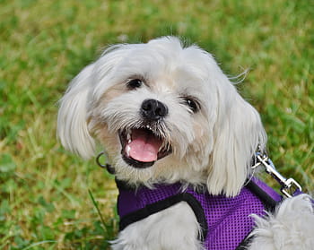 dog, maltese, small, white, small dog, lying, space, long hair, long haired, sweet, pet