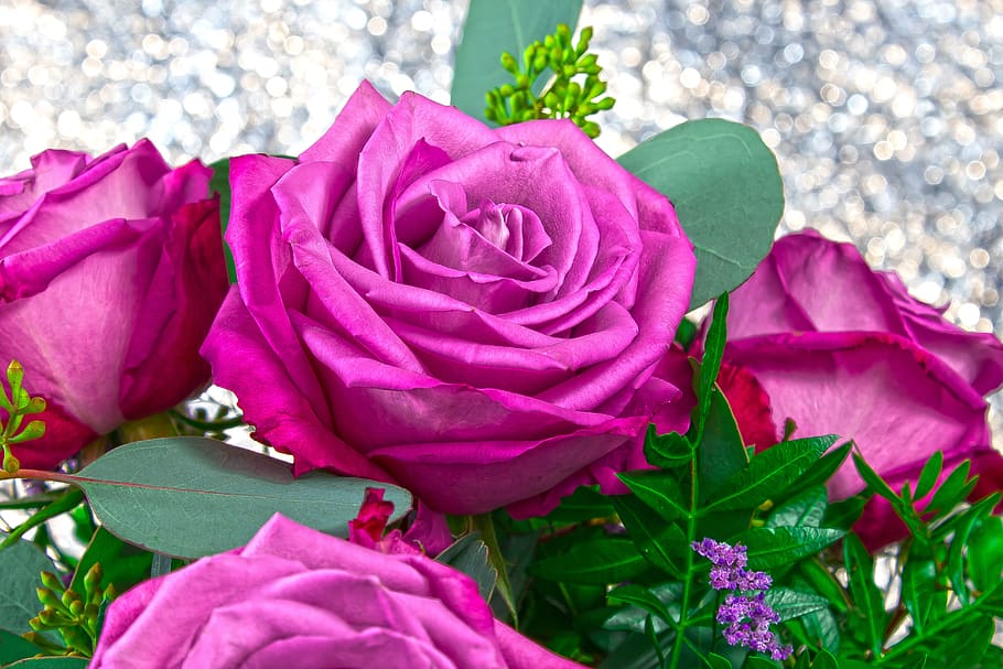 rose, pink, purple, flower, bouquet, composites, nature, plant, white, fill, lush