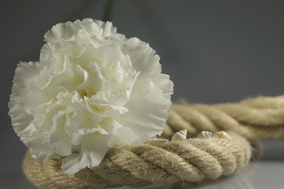 corda, flor, branco, mapa, decoração
