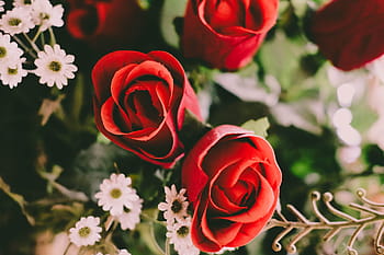 flower, red, petal, bloom, garden, plant, nature, autumn, fall, rose