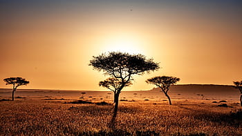 kenya, savannah, safari, africa, wilderness, national park, nature, landscape, sunset, tree, beautiful