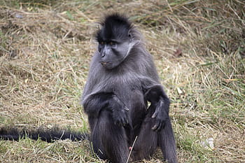 šedohnědý mangabey, zvíře, fota přírodní rezervace, zoo, volně žijících živočichů, venkovní, Irsko, Příroda, korek, savec, cobh