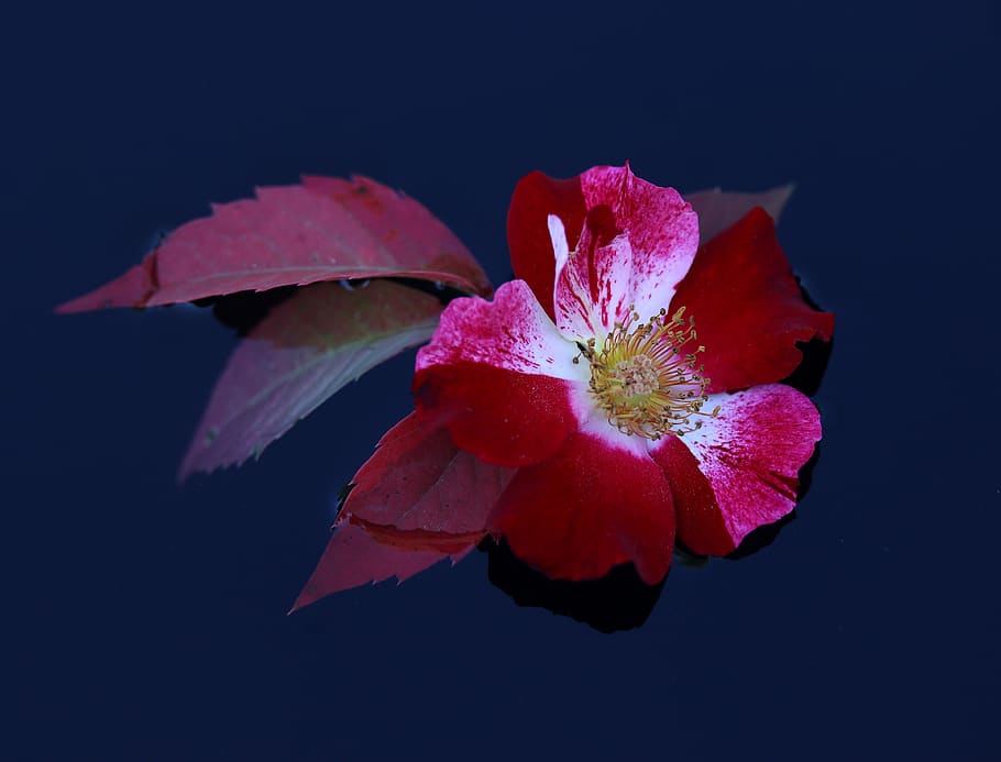 rose, flower, red, white, water, waterline