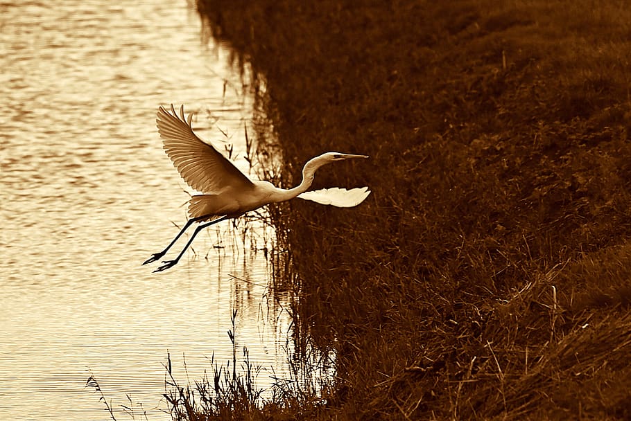 white heron, wading bird, flight, taking to wing, wings, feathers, water, canal, banks