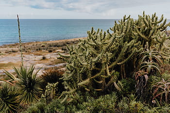plantas de portugal, jardín, flora, naturaleza, plantas, suculentas, botánicas, portugal, algarve, cactus, agave