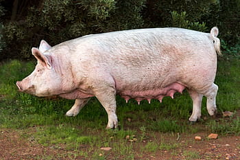 seminare, Maiale, suino, animale, azienda agricola, mammifero, madre, bestiame, obeso, Grasso