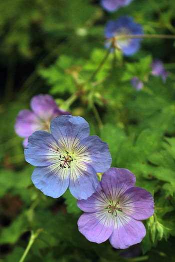 ゼラニウムの花、 遅れて、 秋。、 ゼラニウム、 多年生ゼラニウム、 フラワーズ、 花の写真、 画像の花、 ゼラニウム写真、 ゼラニウムの写真、 花の画像