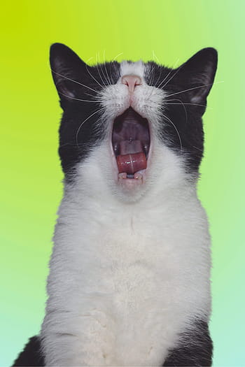 Katze, Gähnen, Zahn, süß, Tier, Haustier, Katzenzunge, Nase verstecken, schreiend, lustig, Gesicht