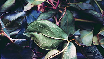leaves, plants, garden, green leaves, nature, close up