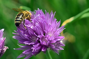 chives, chives blossom, mekar, berkembang, lebah, alam, taman, merapatkan, detail run sampling, ungu, serangga