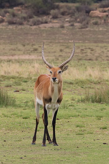 lechwee, antelope mlaștină, antilopă, Africa, botswana, Safari, coarne, pustie, corn, antilopă anticorp, masculin