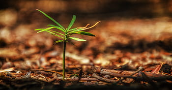 sapling, growth, brown, green, nature, natural, forest, plant, tree, flora, outdoor