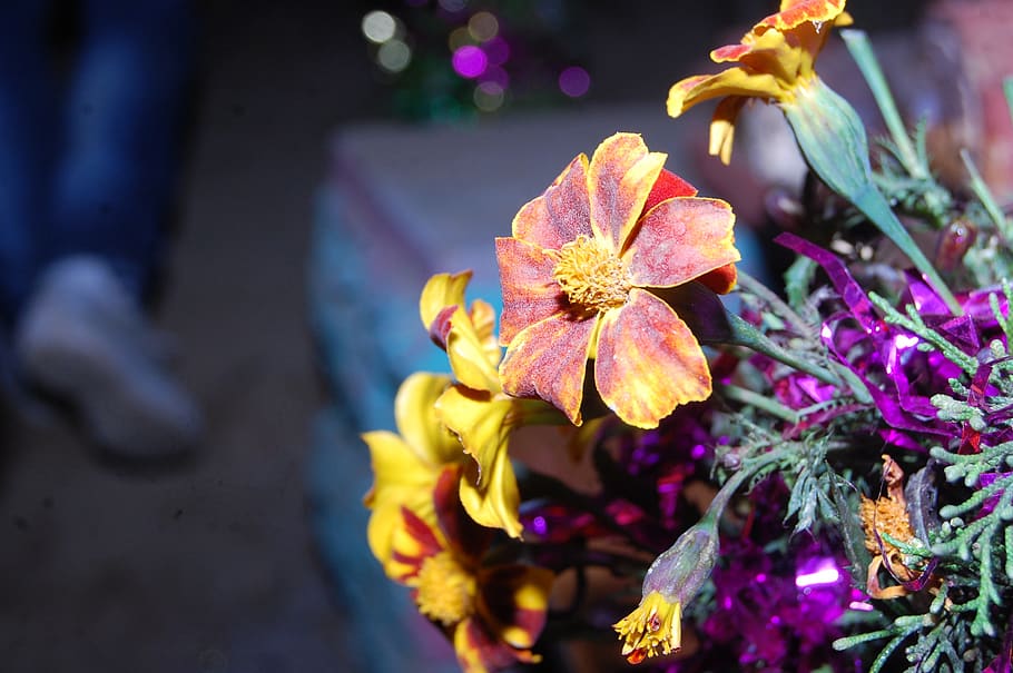 flower, uttarakhand, culture of uttarakhand, etc, hajari flower, garden