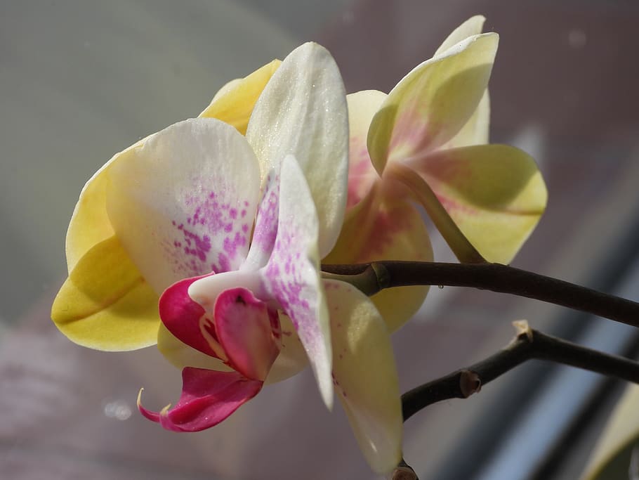 flower, orchis, orchid, plant, exotic, figure, beautiful, blooming, flowers, nature