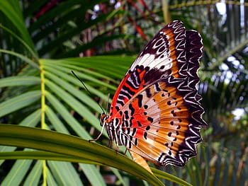 arancia, farfalla lacewing, -, cethosia pentesilea, nord, Tailandia, lacewing arancione, farfalla, tropicale, tailandese, thailandia sud-est asiatico
