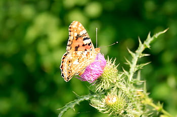 antenna, attractive, background, beautiful, beauty, bright, brown, buterfly, butterfly, chamomile, close