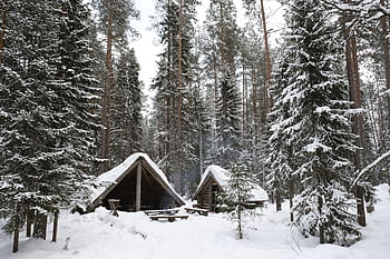 Příroda, krajina, sníh, zimní, Studený, počasí, bílý, les, stromy, cestovat, dobrodružství