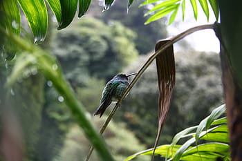 hummingbird, panama, bird, jungle, bill, be duster, animal world, animal, south america, latin america, boquete