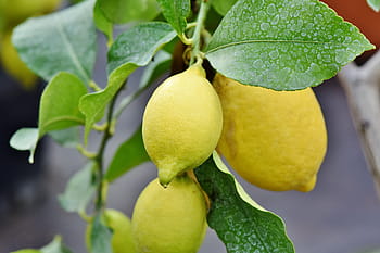 Limon, Misket Limonu, limon Ağacı, narenciye, meyve, vitaminler, sağlıklı, beslenme, meyveli, Gıda, sulu